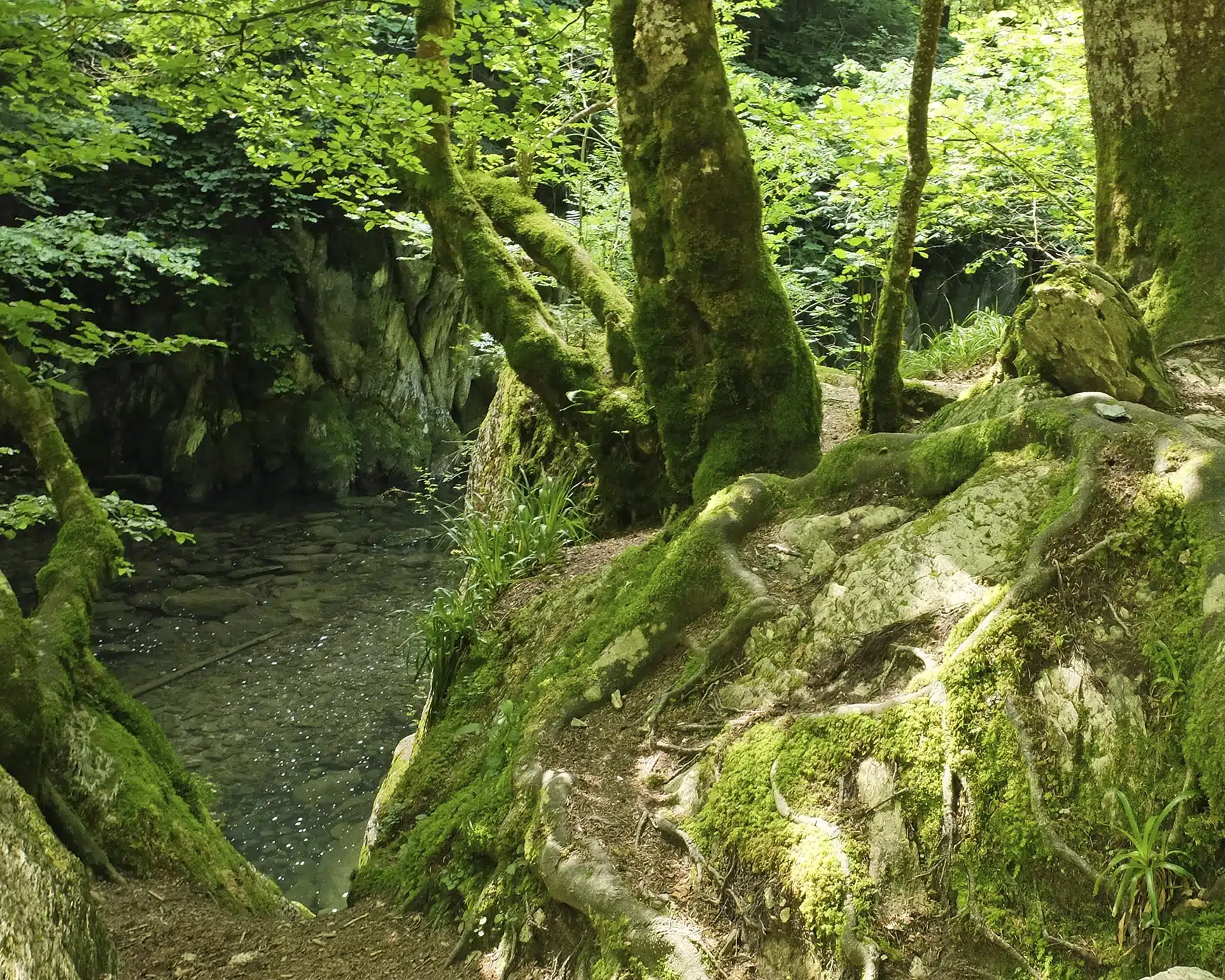 Fotografía en color de la selva de Irati en Navarra. Un bosque lleno de hayas, abetos y otros árboles. Sombra junto al estanque y las piedras cubiertas de musgo bajo la sombra.