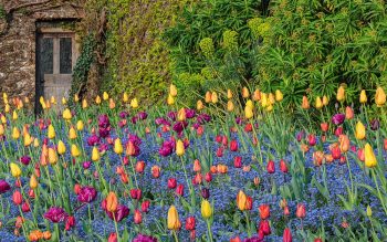Aberglasney jardin con tulipanes