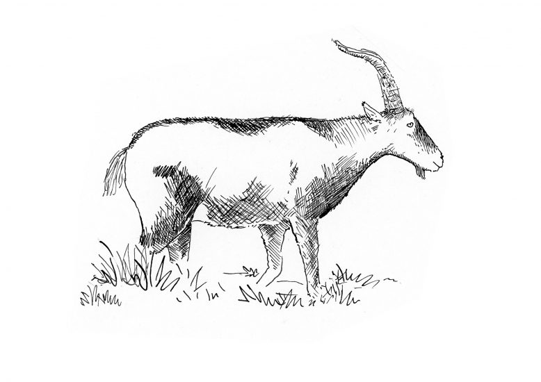 Cabra montesa dibujo blanco y negro laminas naturaleza