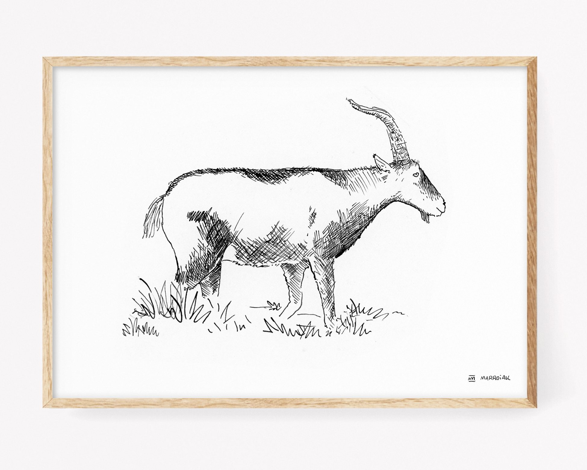 Cabra montesa dibujo blanco y negro laminas naturaleza