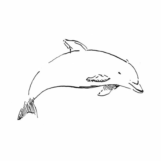 Dibujo de un delfín mular (dofí) en blanco y negro (Tursiops truncatus)