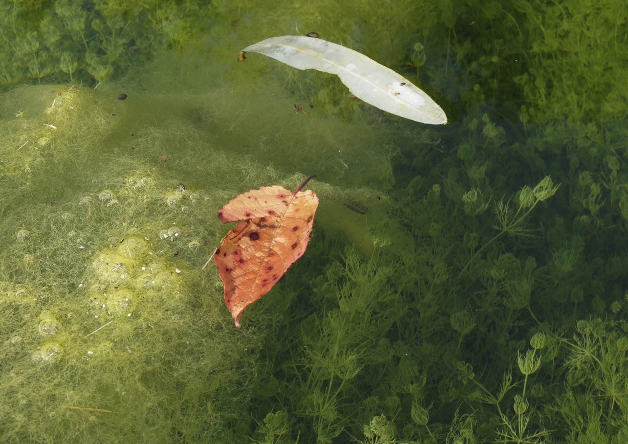 Fotografía hojas en un estanque en la vall de gallinera, Marina Alta (Alicante)