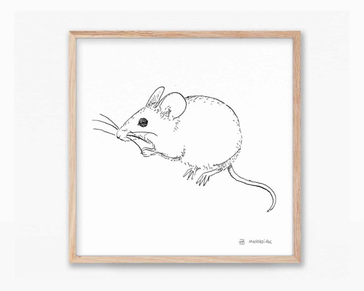 Cuadros de naturaleza de valencia y la península ibérica. Lámina para enmarcar con una ilustración en blanco y negro de un ratón moruno (Mus Spretus). Dibujo en tinta sobre papel.