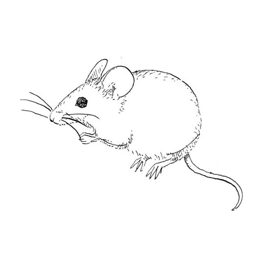 Dibujo blanco y negro de un ratón moruno mediterráneo, Mus spretus
