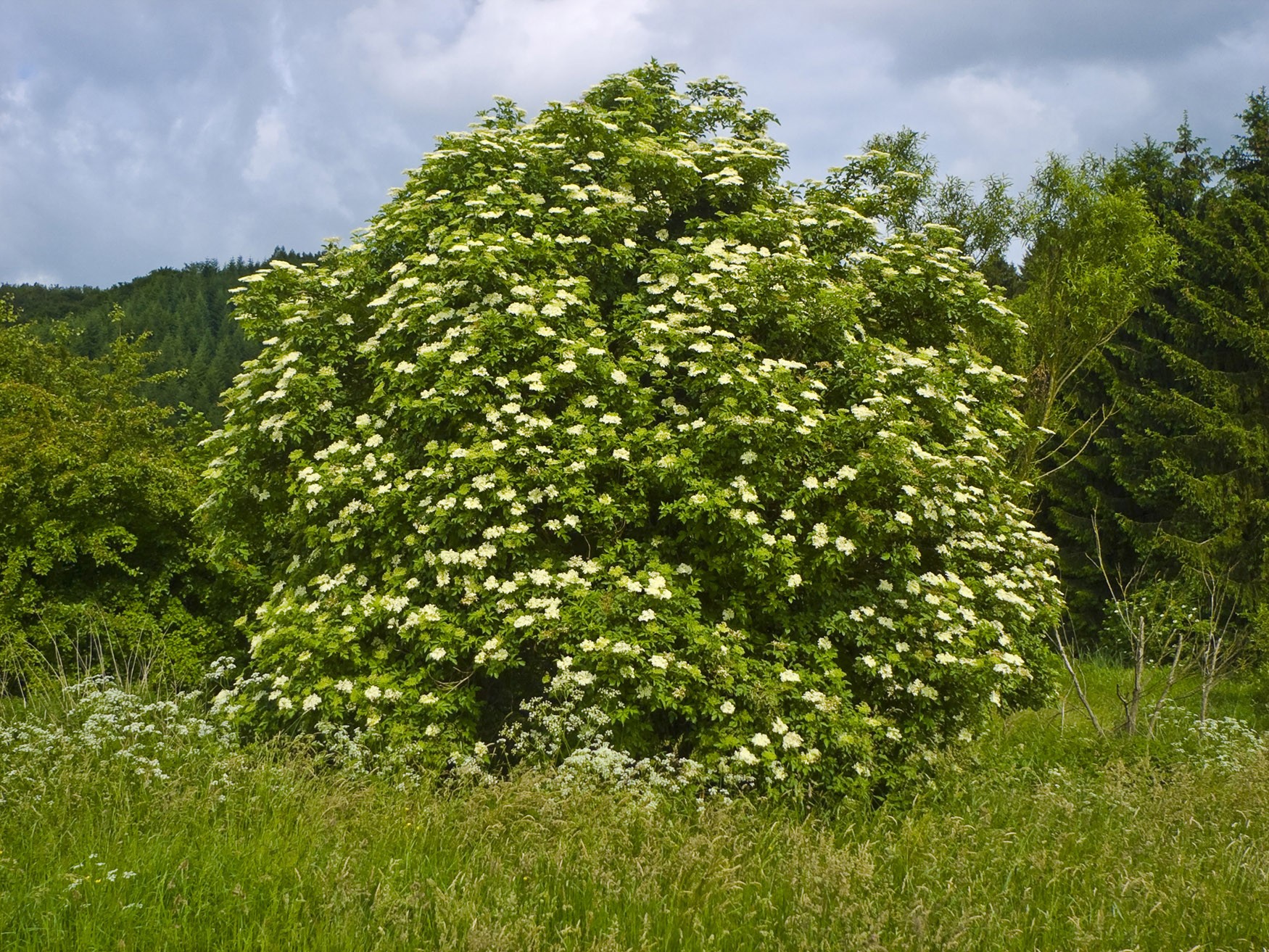 sauco zambucas nigra árbol arbusto adulto con hojas y flores