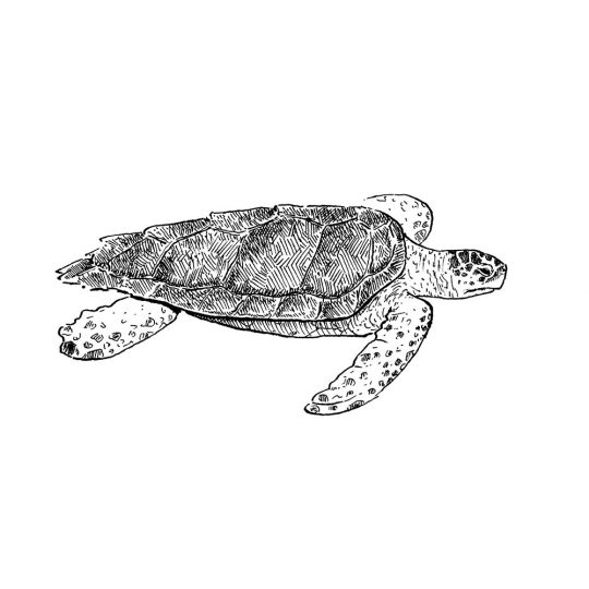 Dibujo blanco y negro tortuga boba Caretta Caretta. Animales marinos