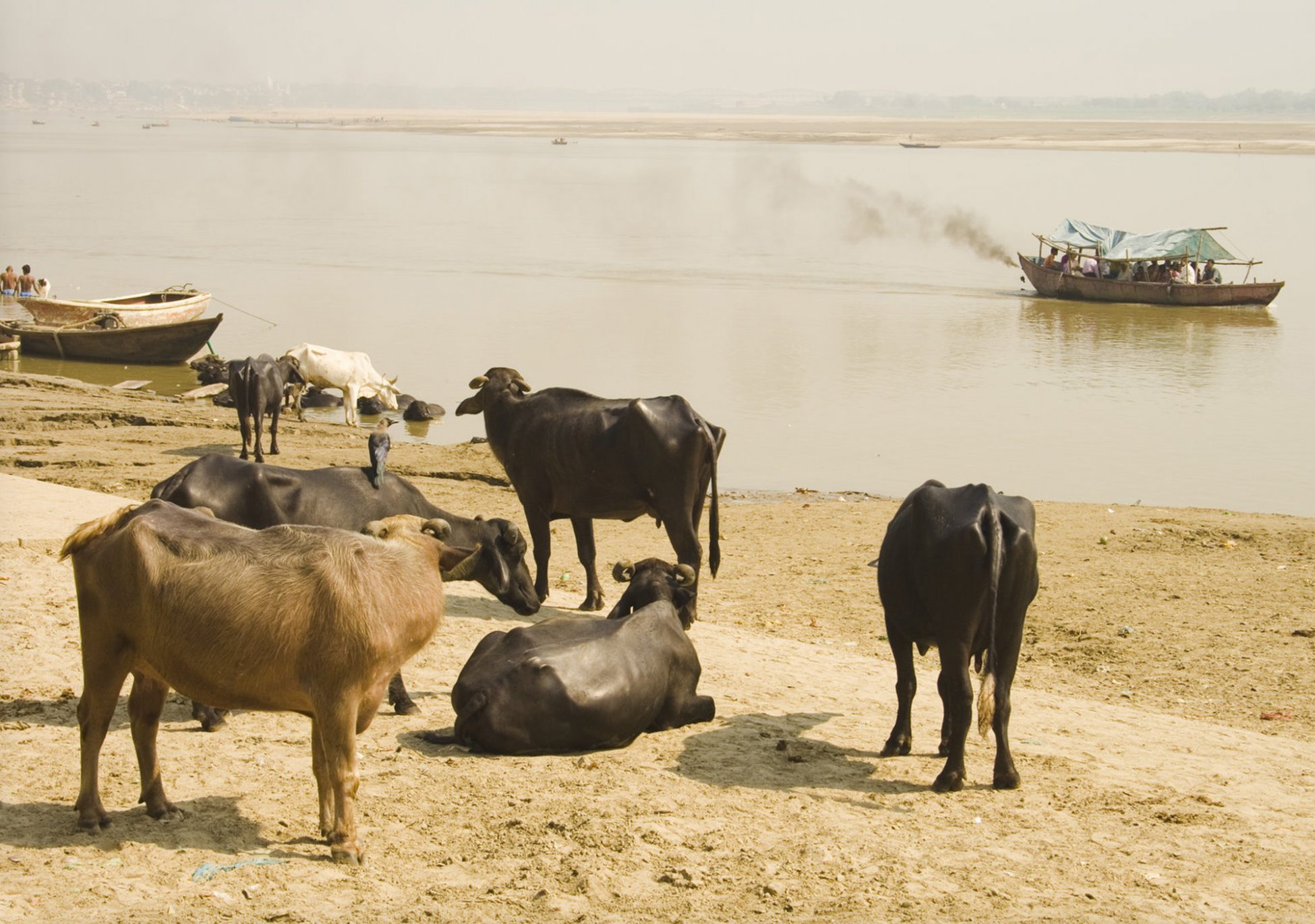 Fotos de India. Un bote y unas vacas en el río Ganges a su paso por la ciudad sagrada de Varanasi (Benares) en India. Fotografías de viaje de mochileros.