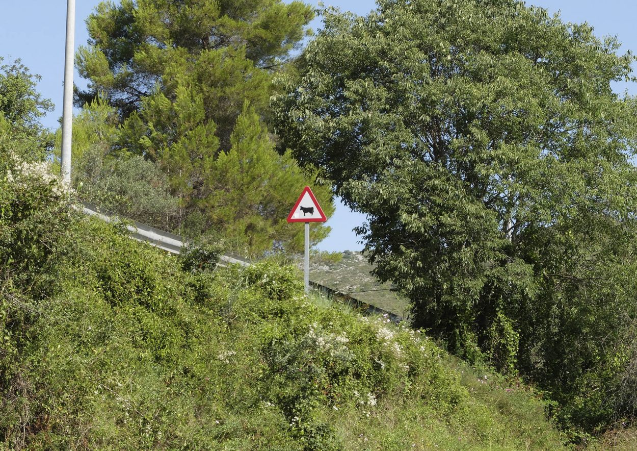 fotografía de una señal de vacas en la vall de la gallinera, alicante