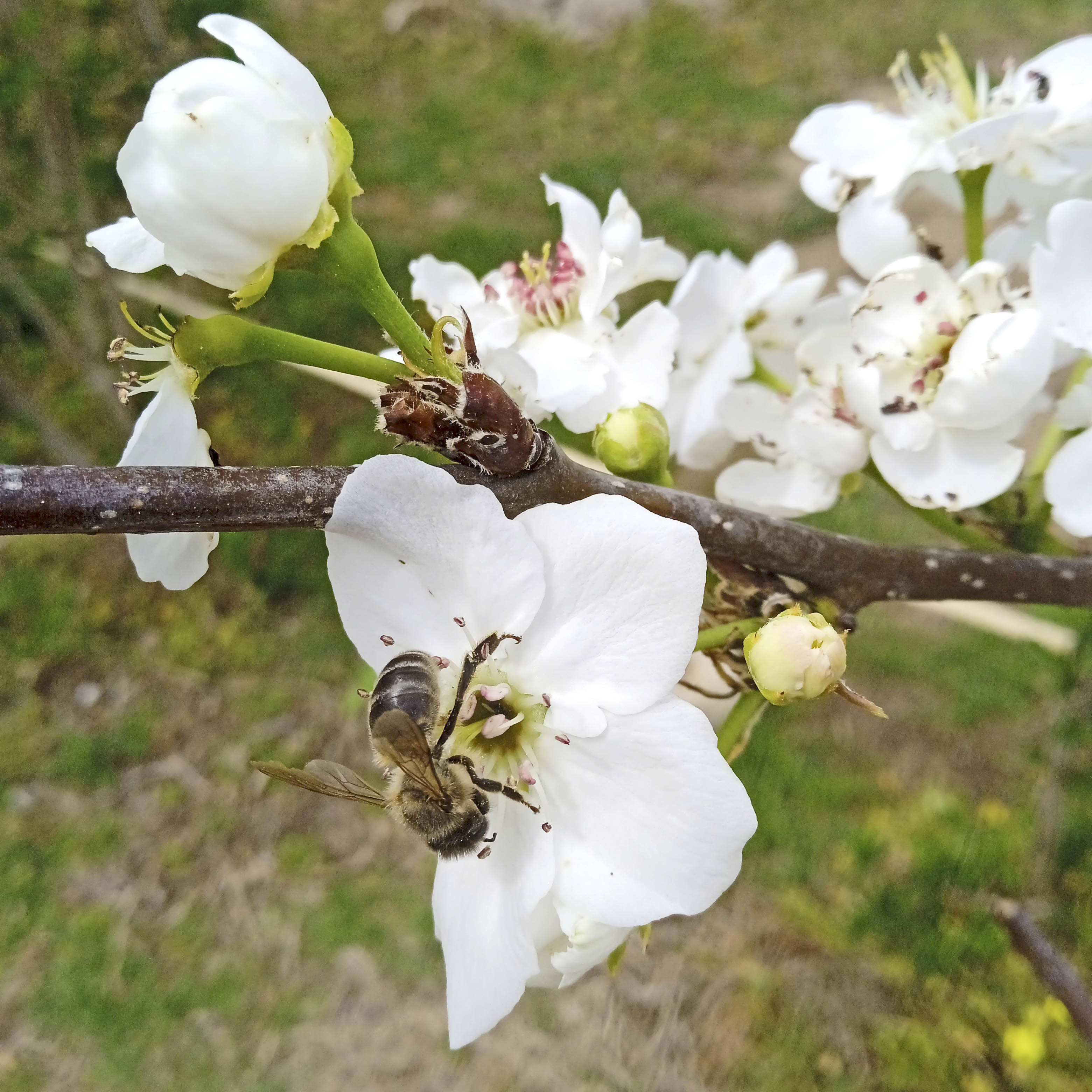 abeja en una flor de nashi