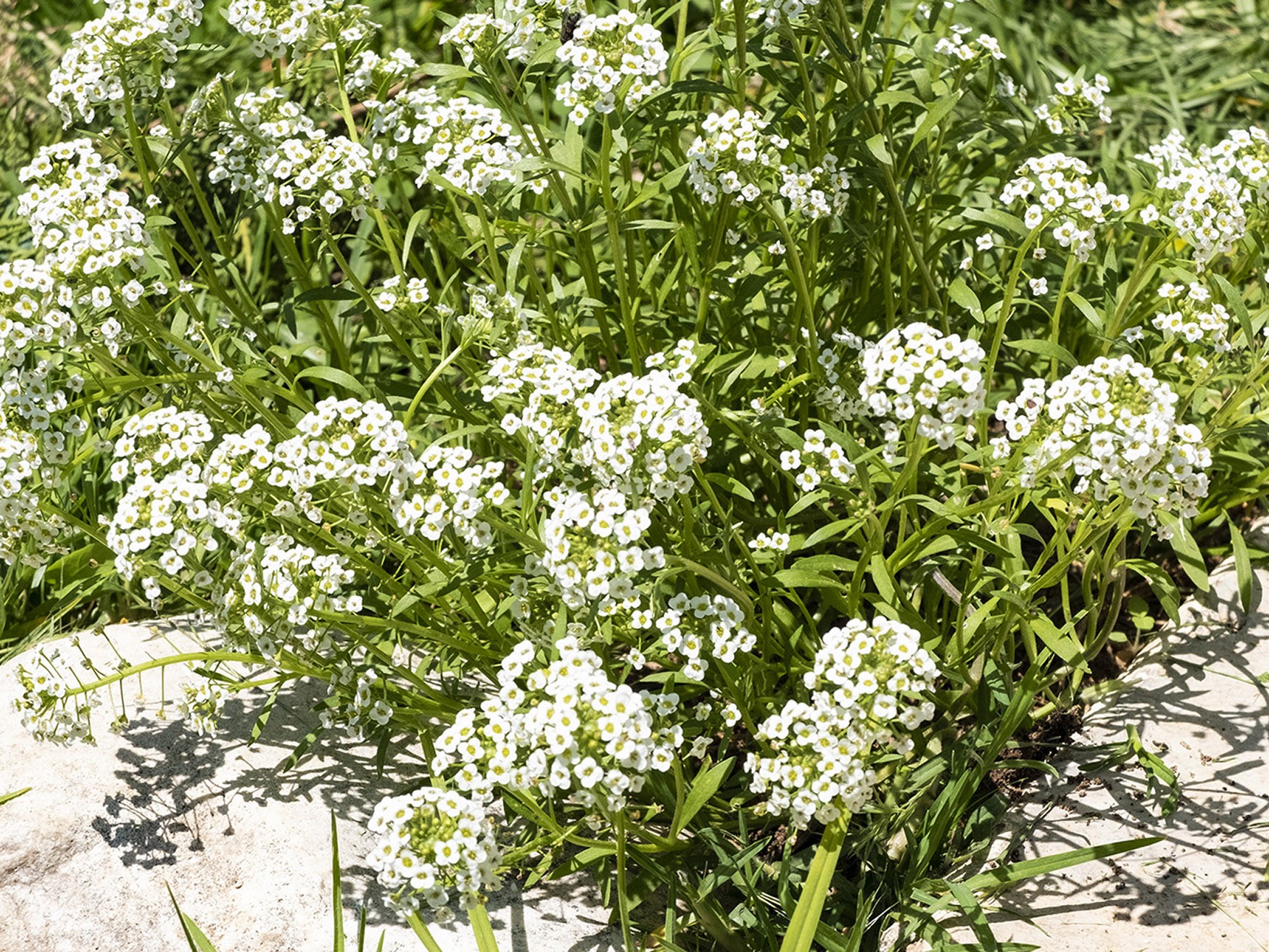 aliso de mar - caps blancs flores blancas planta. Alyssum maritimum. Lobularia maritima