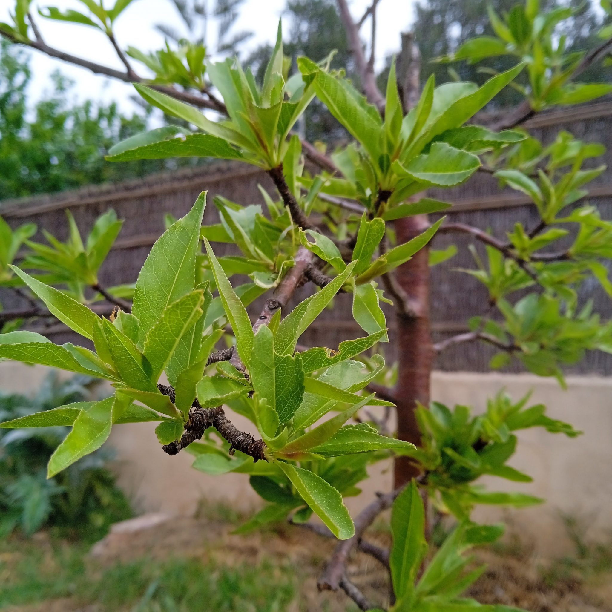arbol frutal almendro hojas verdes