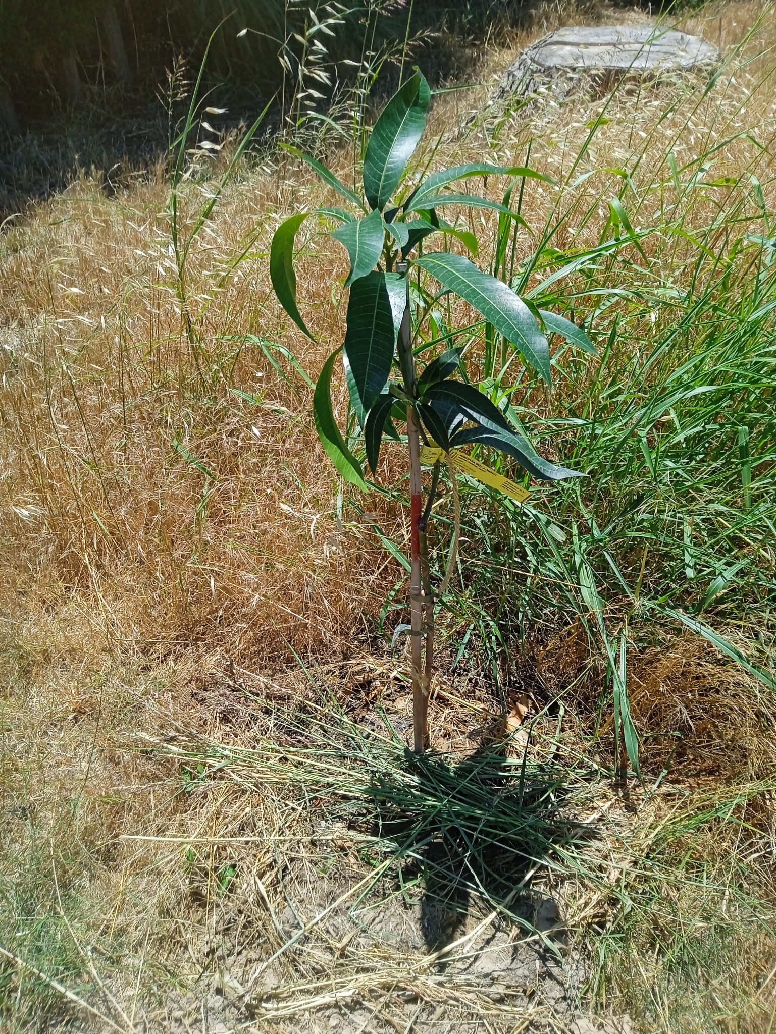 árbol frutal mango joven plantado en la playa de Oliva, Valencia