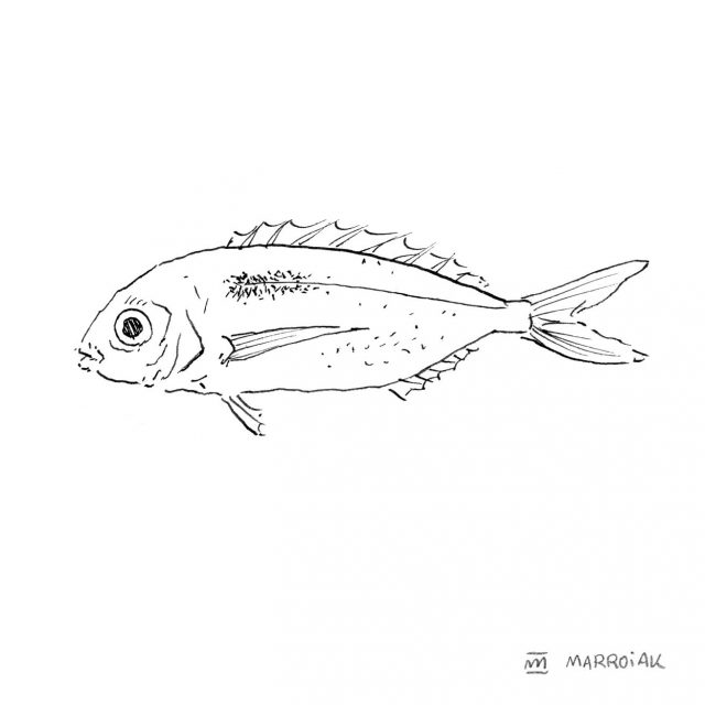 Dibujo pez besugo, Pagellus bogaraveo. Besuc de la piga