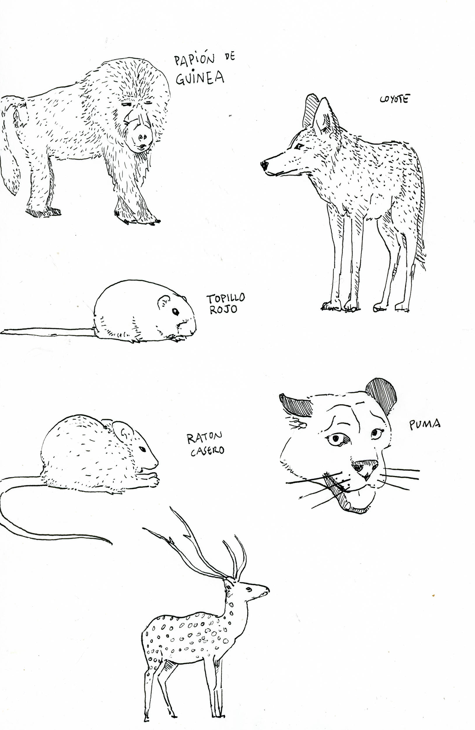 boceto papion, raton, topillo, coyote y ciervo