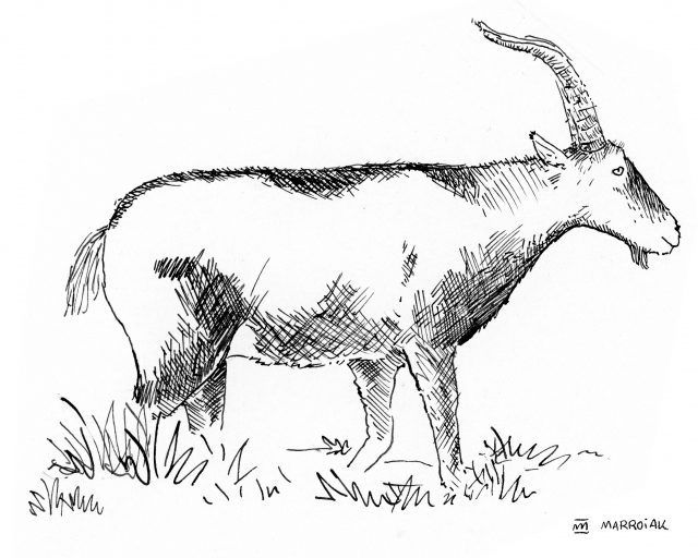 Dibujo cabra montesa (Capra pyrenaica - cabra montés) en blanco y negro