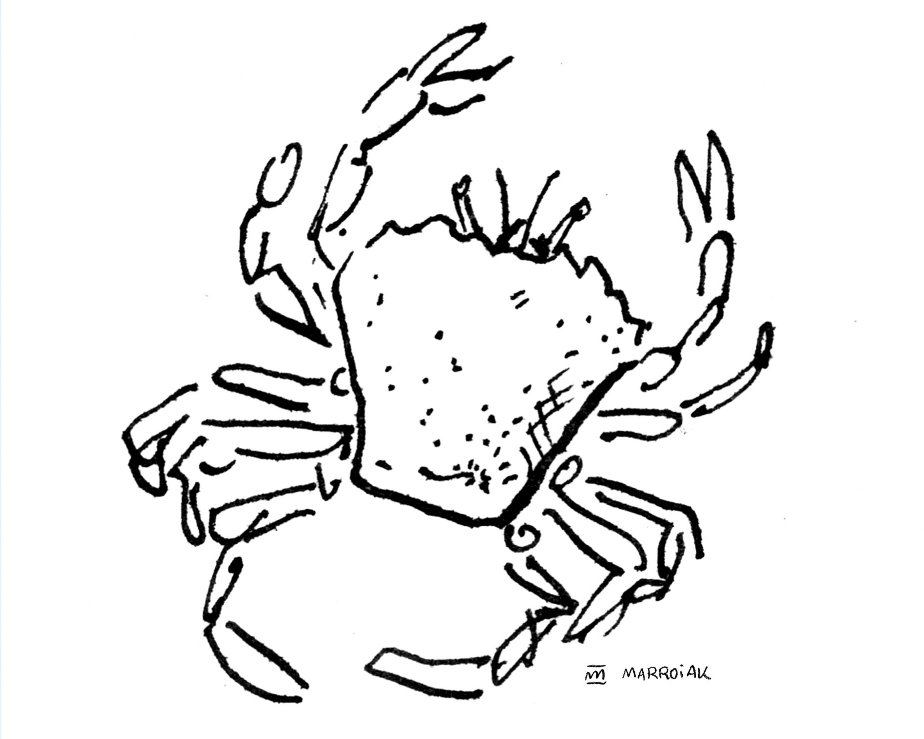 Dibujo cangrejo de arena (Portumnus latipes - Carranc). Ilustración en blanco y negro