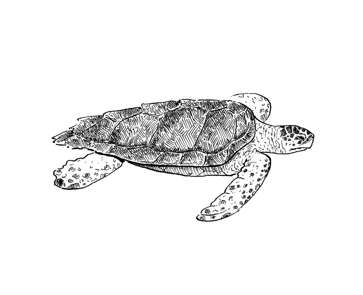 Ilustración en blanco y negro de la tortuga boba del mediterrano. Tinta sobre papel. Dibujos naturaleza y animales marinos