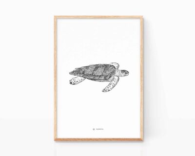 Picture with illustration of a loggerhead sea turtle (caretta caretta). Print marine animals in danger of extinction. Mediterranean, Atlantic