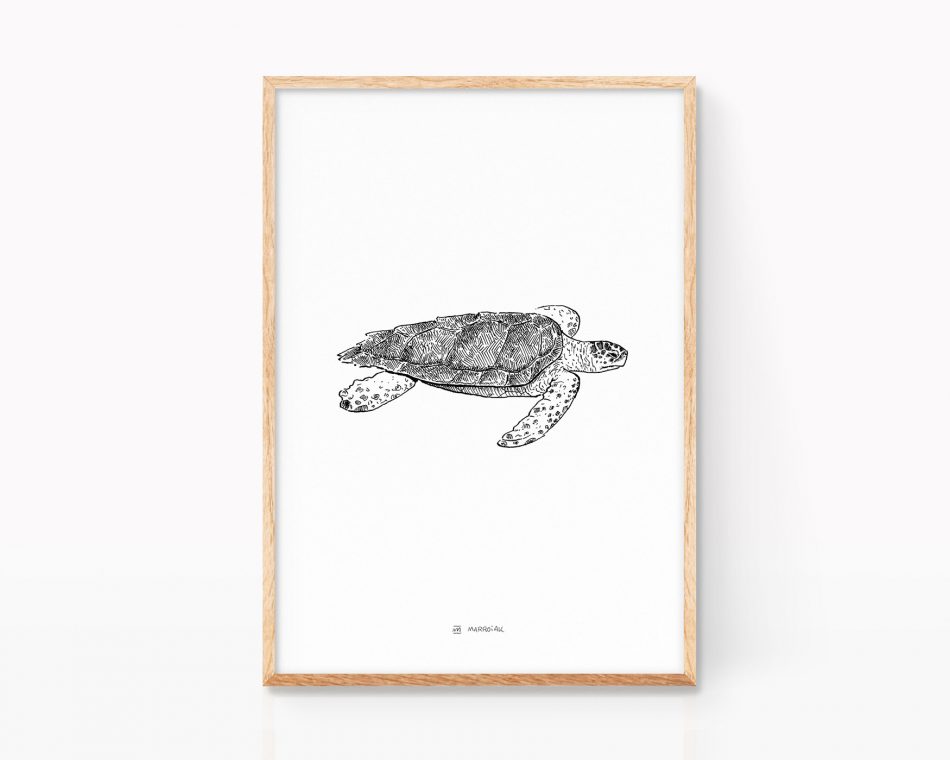 Cuadro con la ilustración de una tortuga marina boba (caretta caretta). Print animales marinos en peligro de extinción. Mediterráneo, atlántico