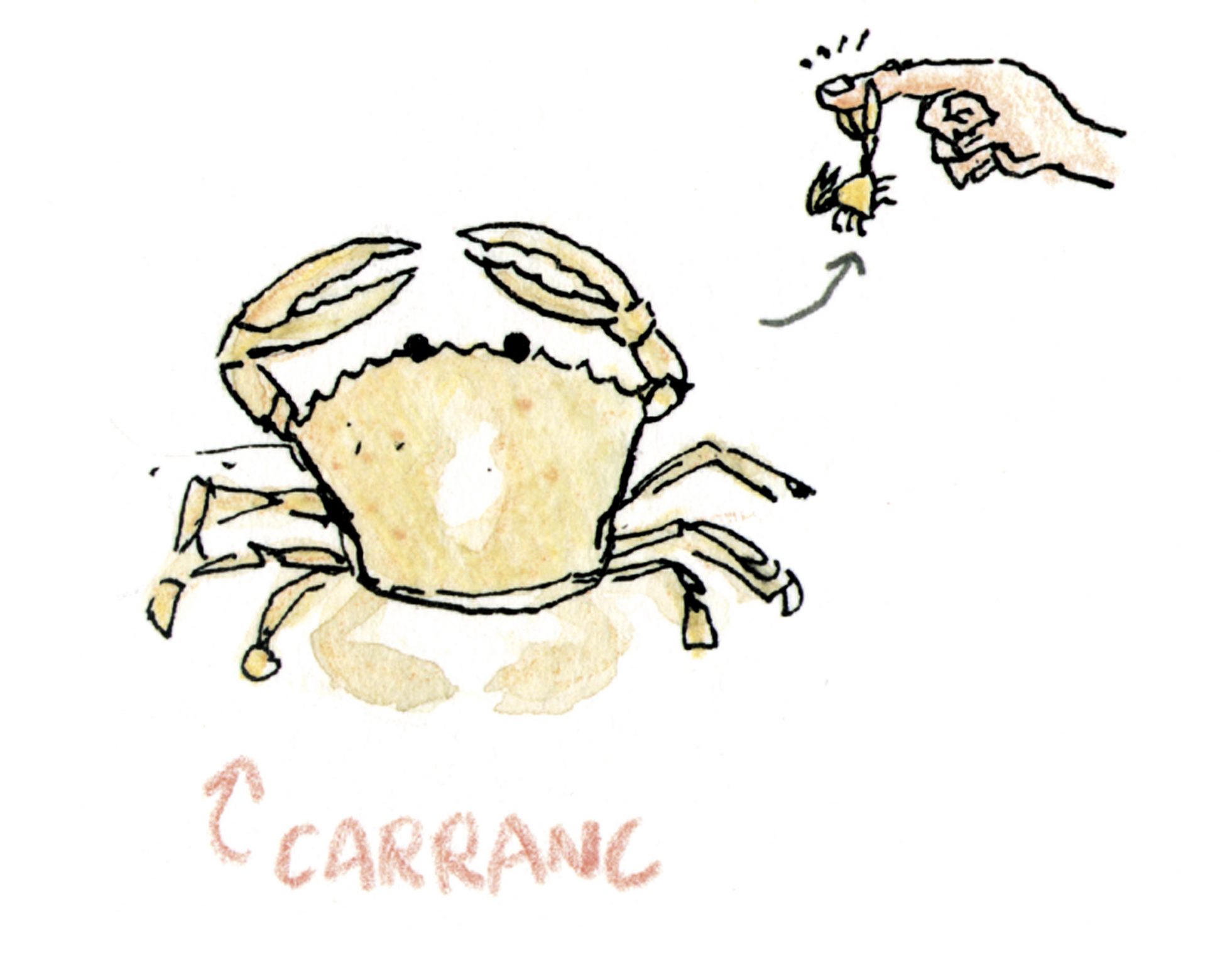 Lámina con una ilustración en tinta y acuarela sobre papel de un cangrejo de playa (Carranc en Valencia)