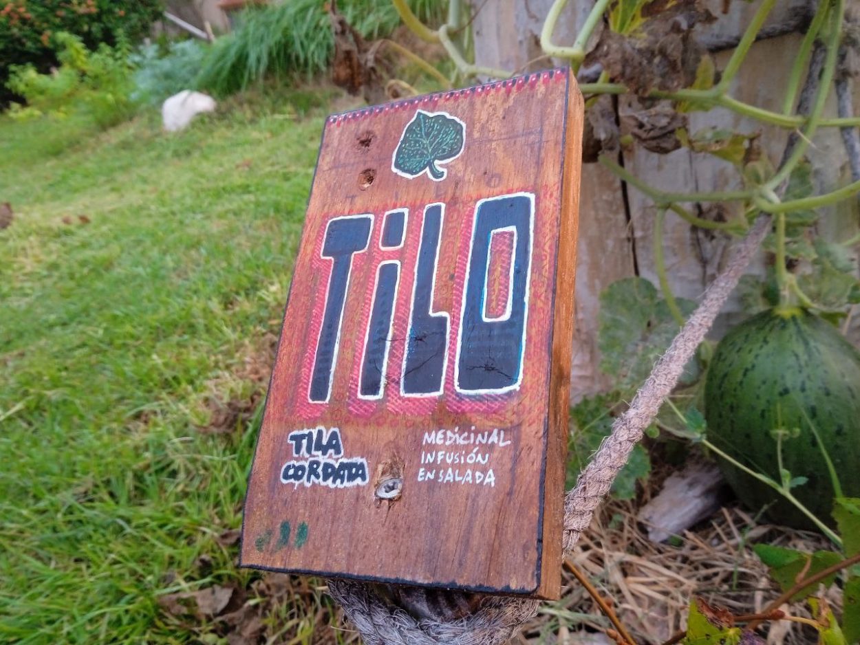 Cartel botánico pintado a mano en madera para un árbol de Tilo