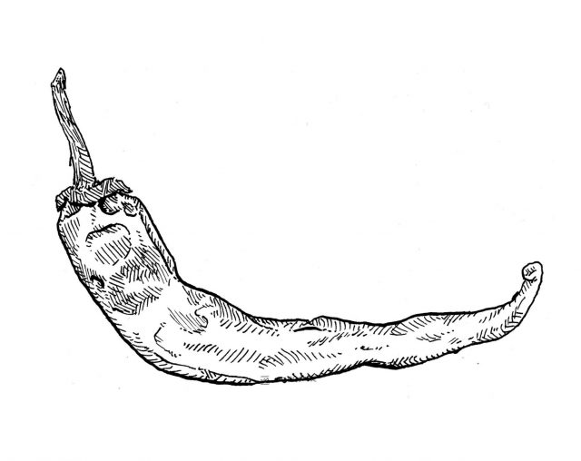 Dibujo chili picante, guindilla de cayena (Capsicum annuum - pebrot)