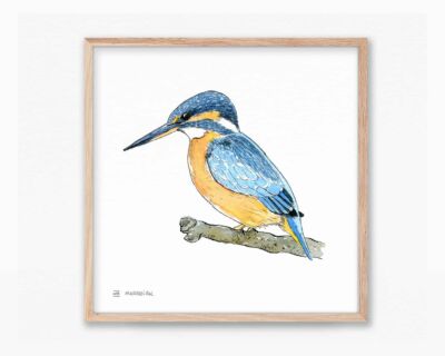 Drawings and photos of nature. Illustration in watercolor of the Common Kingfisher Martin bird (Blavet - Alcedo atthis). Picture with print for framing.