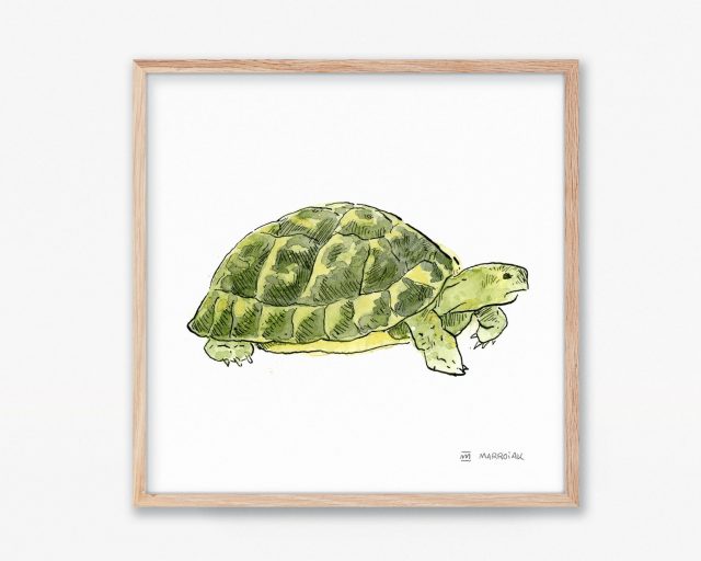 cuadro lámina tortuga mediterranea dibujo acuarela