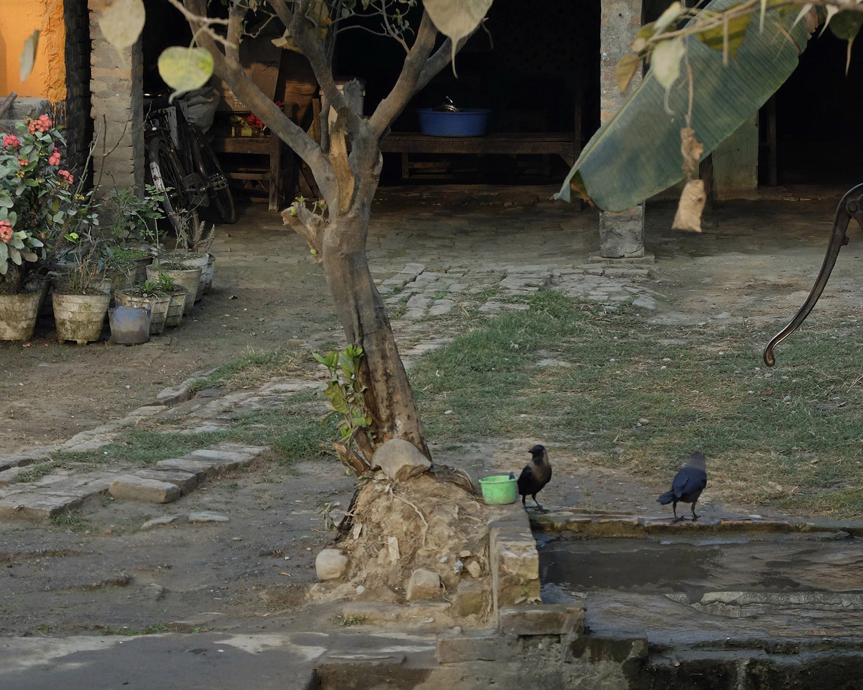 Fotografías de India y Nepal: dos cuervos en una fuente del patio de una casa. Escenas costumbristas de mochilero.