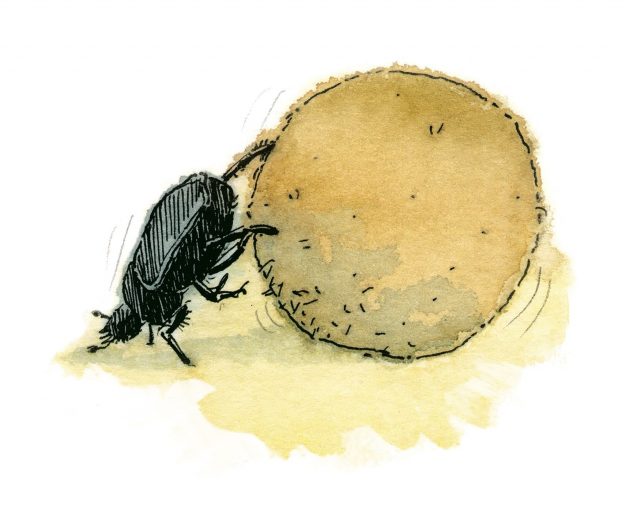 Dibujo en acuarela Escarabajo pelotero