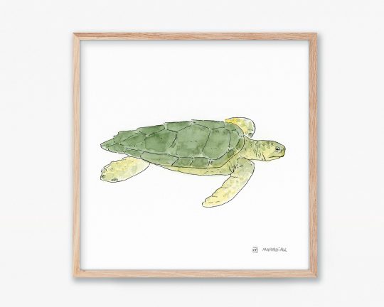 Cuadro con un dibujo en acuarela de una tortuga marina boba (caretta caretta). Print animales marinos.