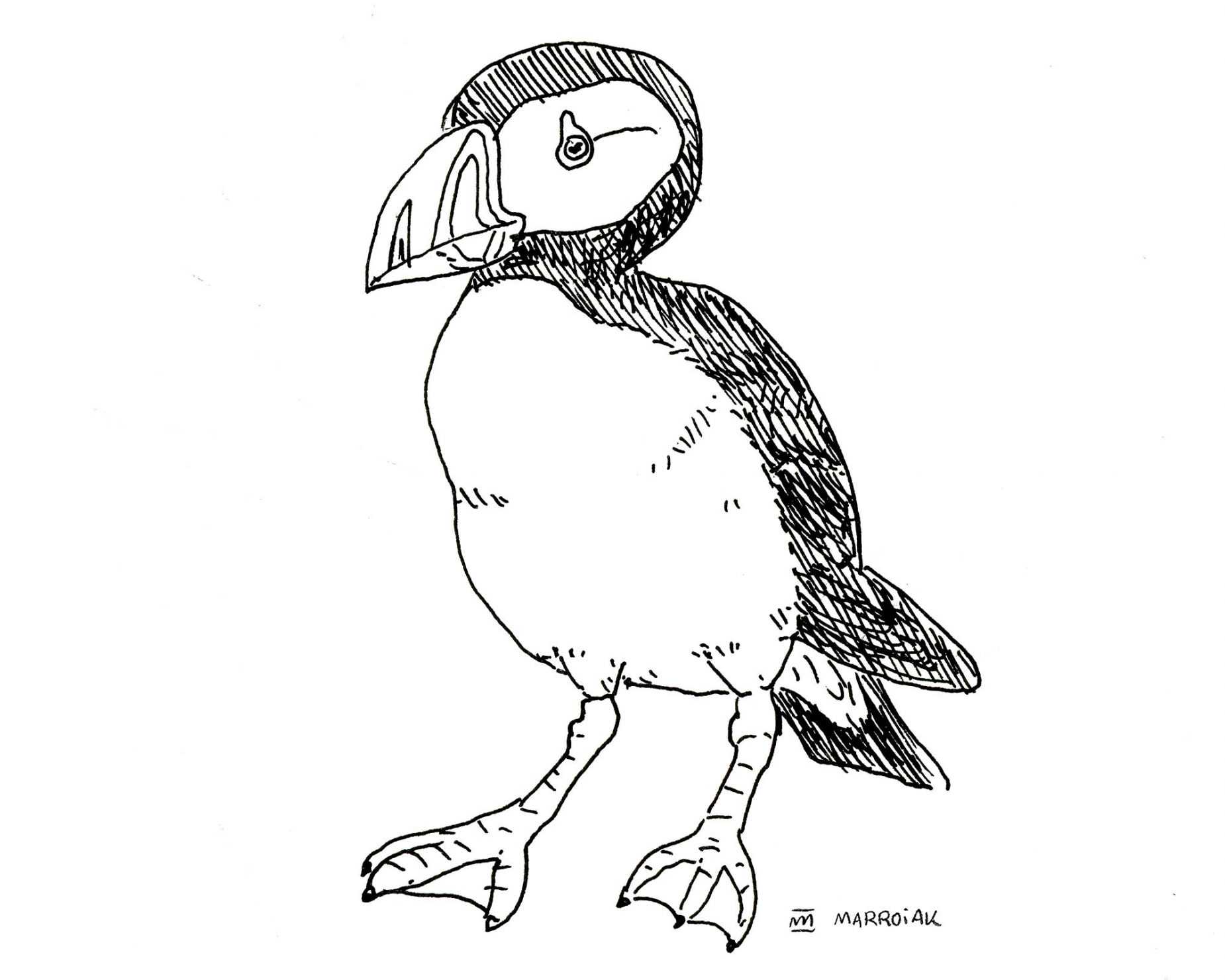Dibujo pájaro frailecillo en blanco y negro