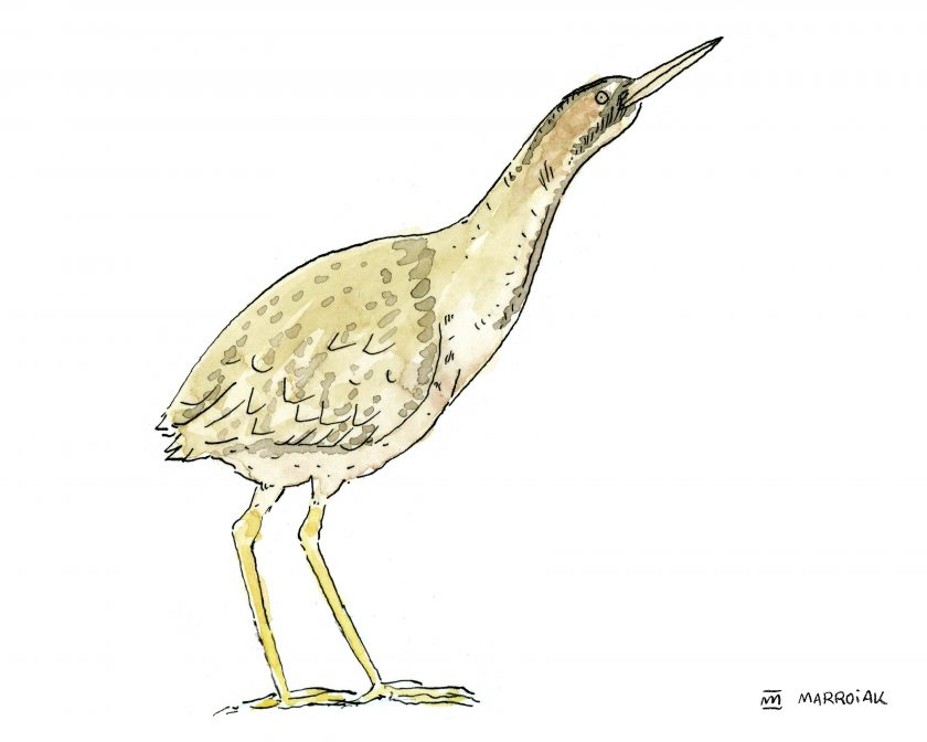 Dibujo avetoro común (Botaurus stellaris - bitol). Ilustraciones pájaros de marjal y humedales