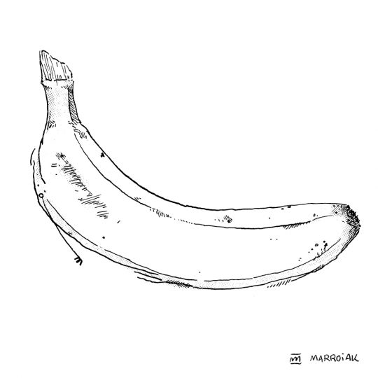 Dibujo en blanco y negro de un plátano o banana fruto de la platanera (Musa × paradisiaca)