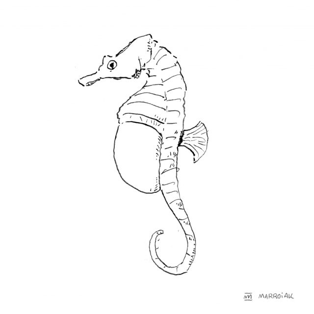 Dibujo caballito de mar en blanco y negro. Hippocampus, Cavall marí
