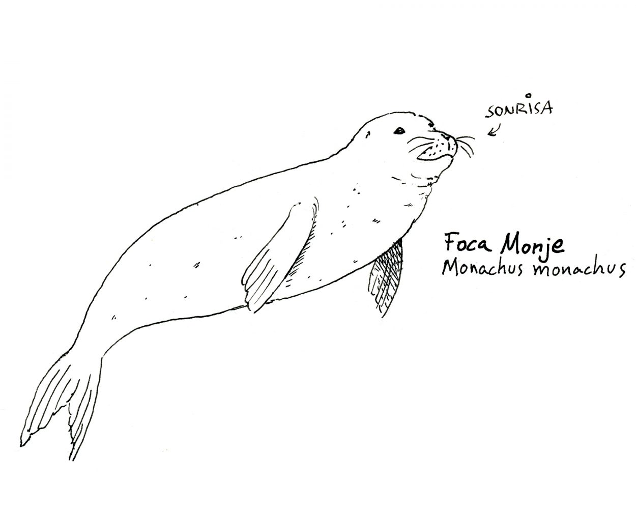 dibujo blanco y negro de una foca monje, monachus monachus