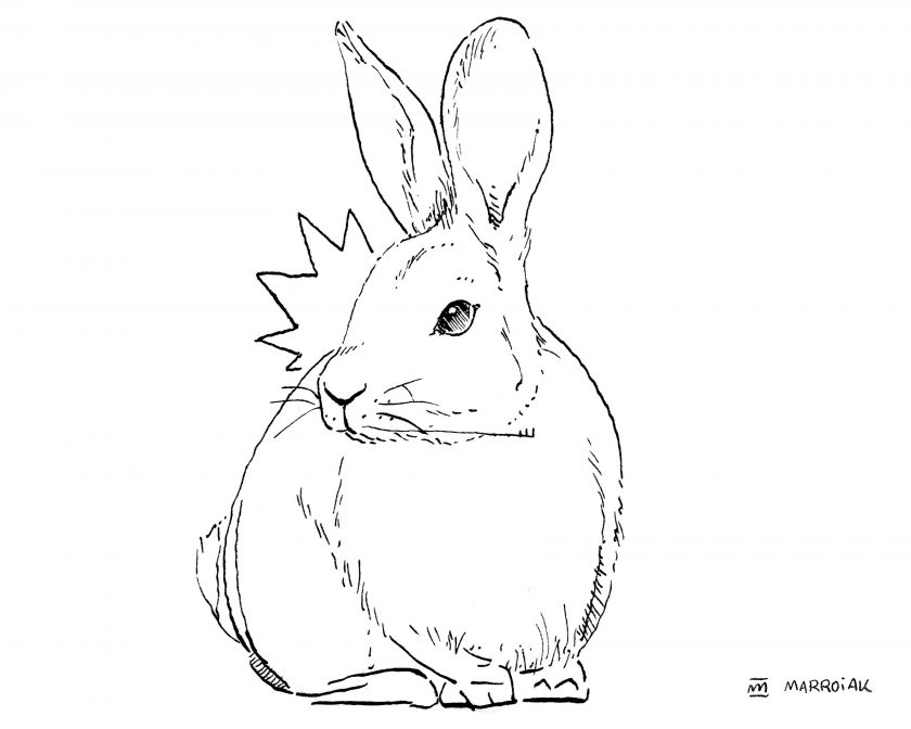 Dibujo conejo en blanco y negro (Oryctolagus cuniculus - conill)