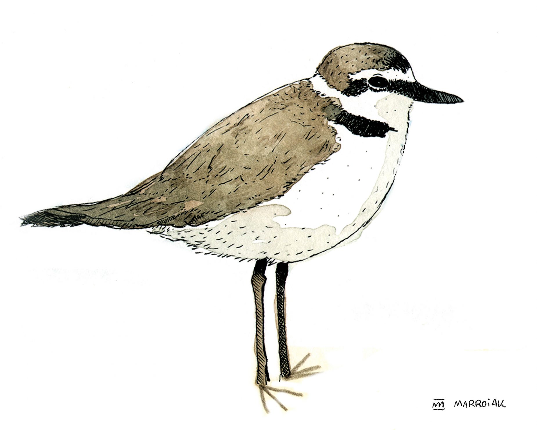Dibujo en acuareladel corriol camanegre (chorlitejo patinegro - Charadrius alexandrinus). Ilustración de pájaros