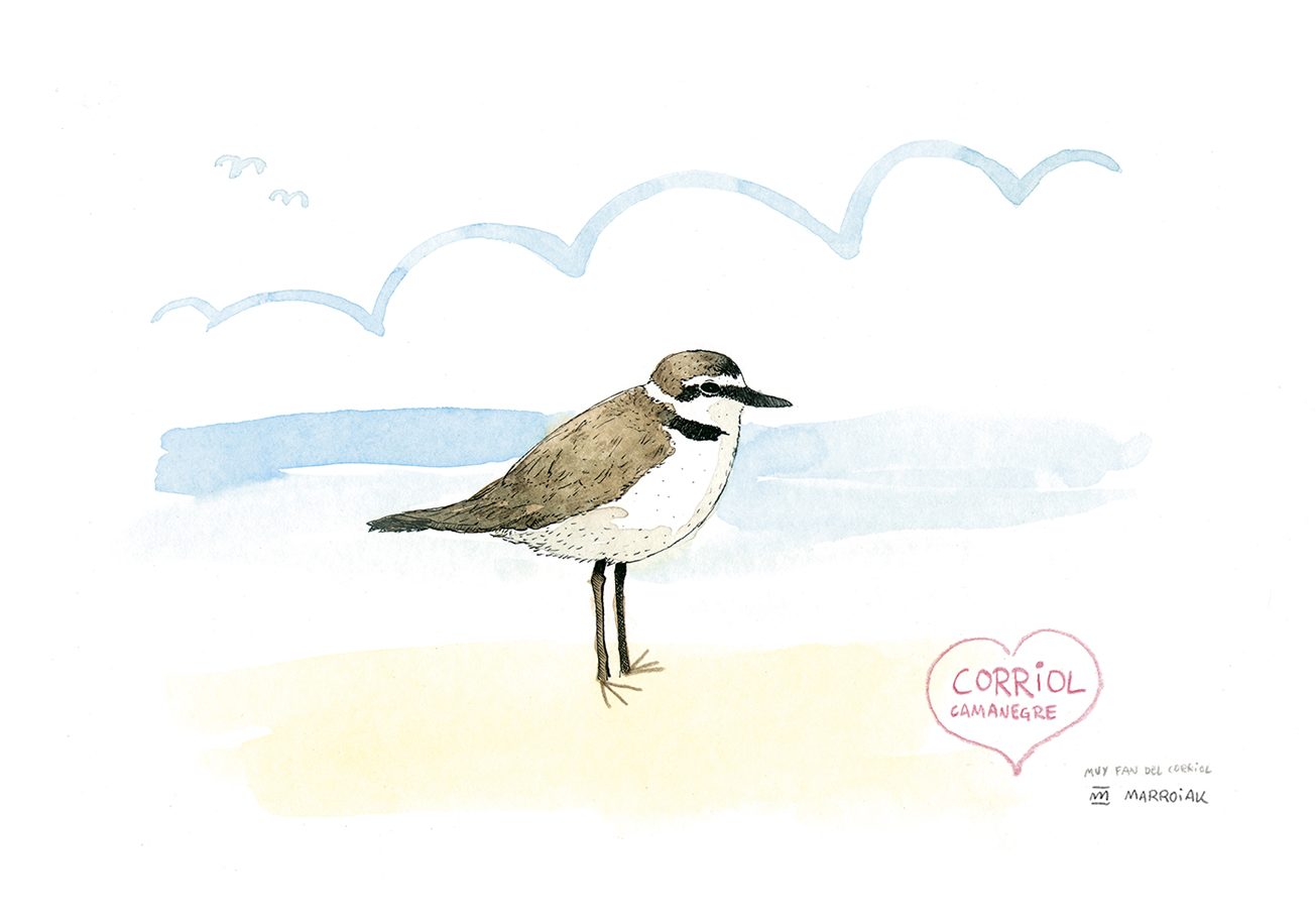 Lámina dibujo en acuarela de un corriol. Un pájaro típico de las playa de valencia
