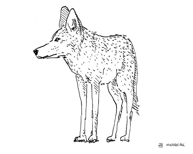 Dibujo coyote en blanco y negro (Canis latrans - Coyote)