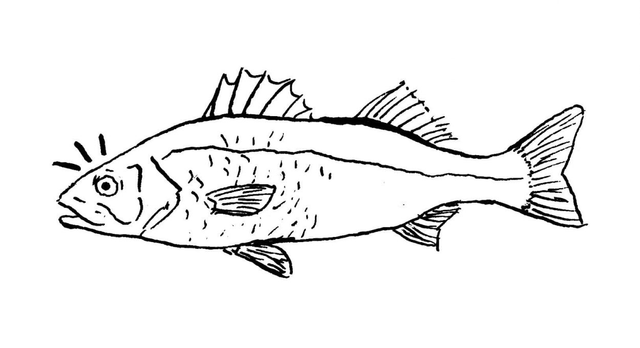 Dibujo en tinta sobre papel de una lubina (Dicentrarchus labrax), pez del mediterrano