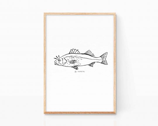 Cuadro decorativo para enmarcar con un dibujo de un pez lubina en blanco y negro. Ilustración en tinta sobre papel. Lámina (print) para cocinas y amantes de la pesca.