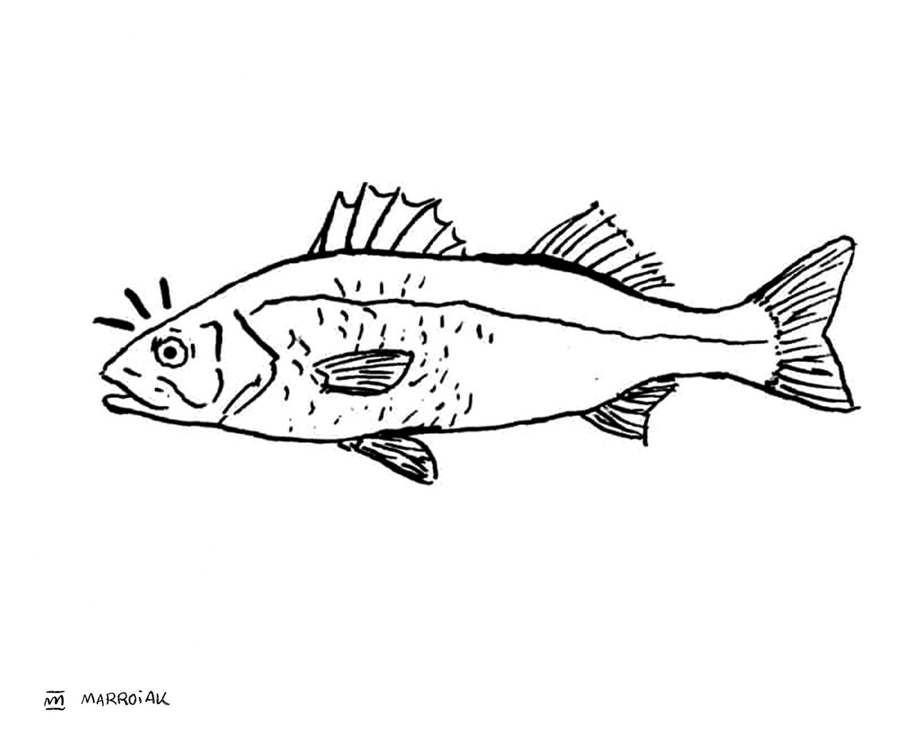 Dibujo lubina (Dicentrarchus labrax - llobarro) ilustración de animales