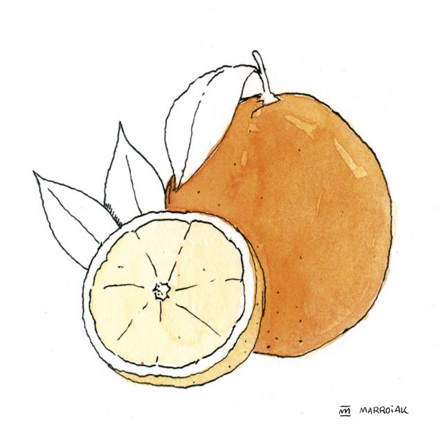 Dibujo acuarela naranja, fruta del árbol naranjo, Citrus × sinensis
