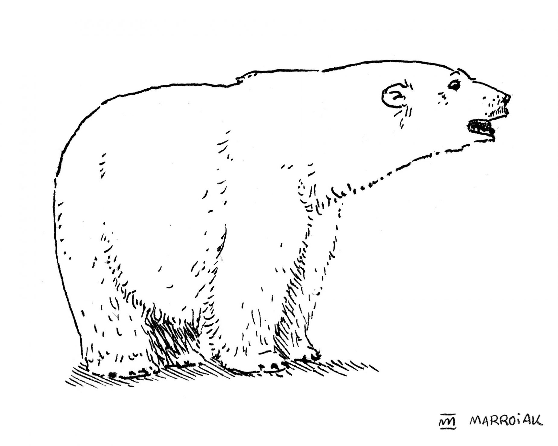 dibujo oso polar blanco y negro, ursus maritimus