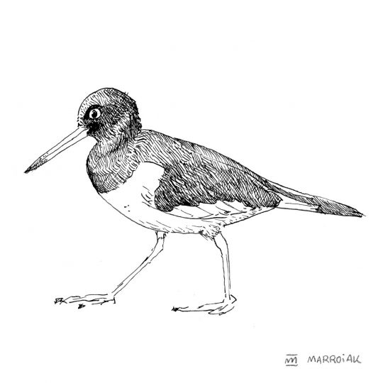 Dibujo pájaro ostrero euroasiático (Haematopus ostralegus) en blanco y negro