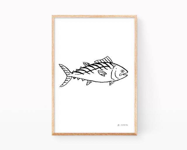 Lámina dibujo del pez Bonito (sarda sarda). Ilustraciones de pescados