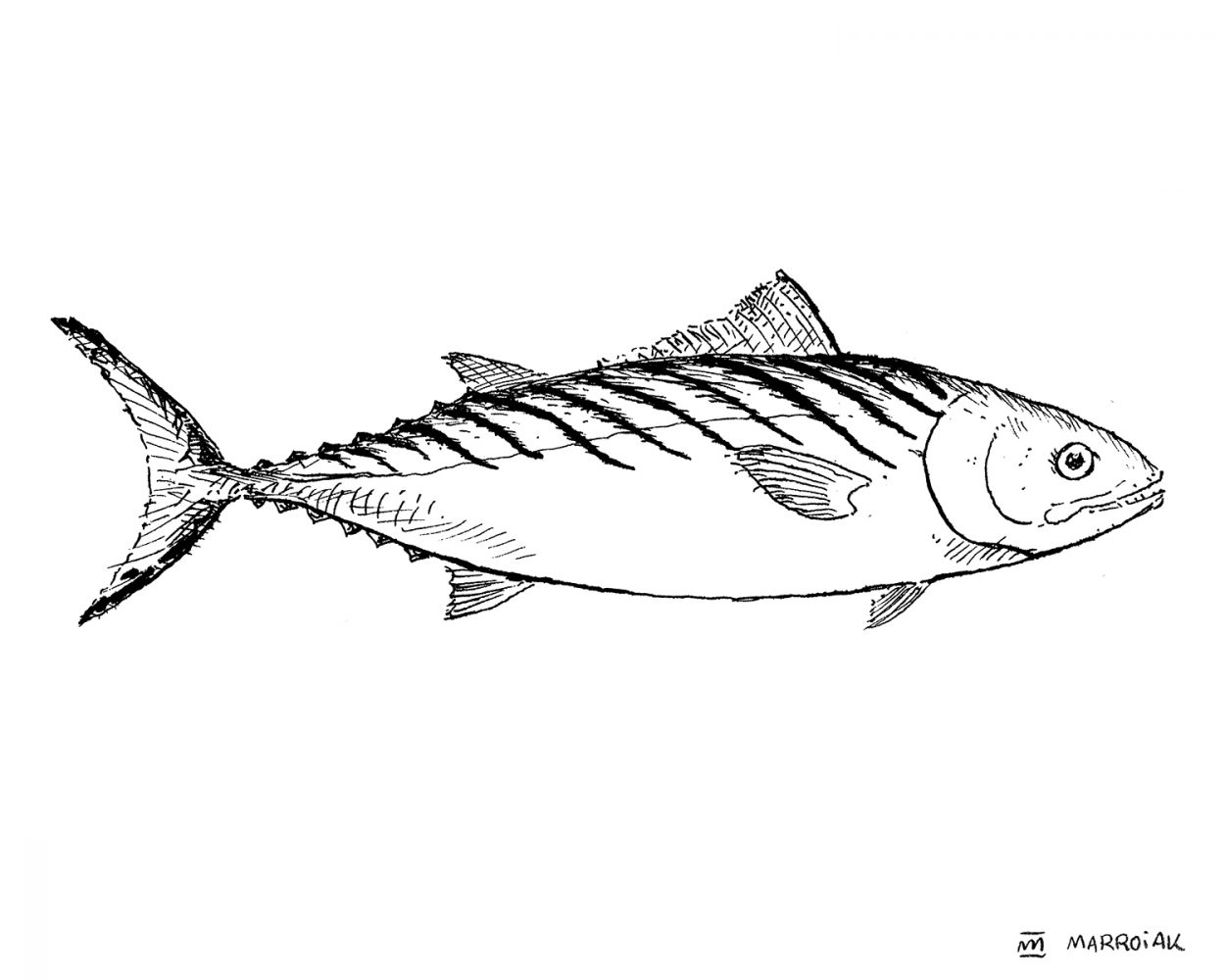 Dibujo en blanco y negro del pescado Bonito, sarda sarda. Ilustración marinera