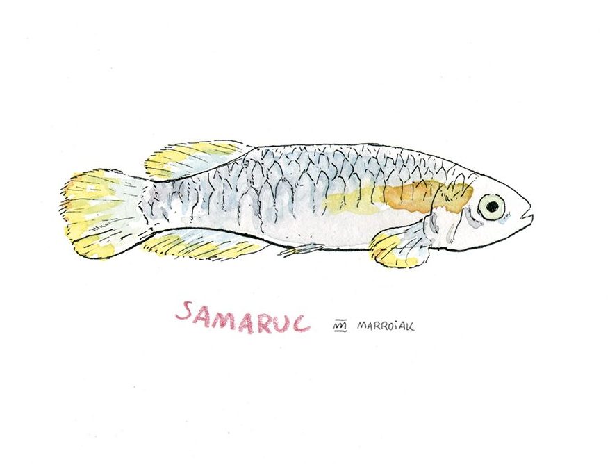 Lámina con una ilustración en acuarela de una samaruc (samarugo), pez autóctono de valencia - valencia hispanica