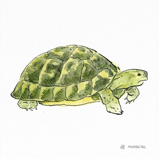 Dibujo tortuga mediterránea testudo hernanni